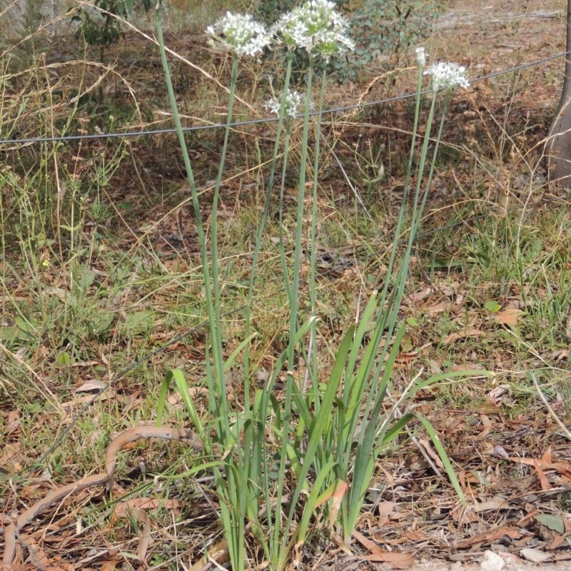 Allium tuberosum