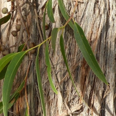 Eucalyptus eugenioides