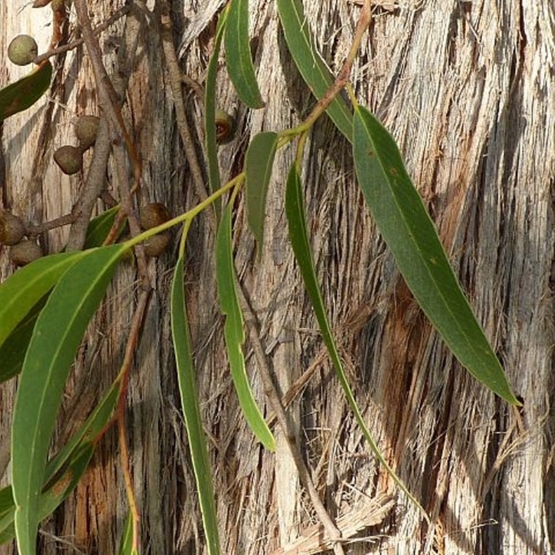 Eucalyptus eugenioides