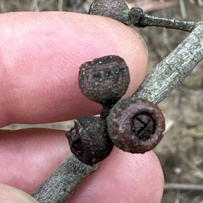 Eucalyptus eugenioides