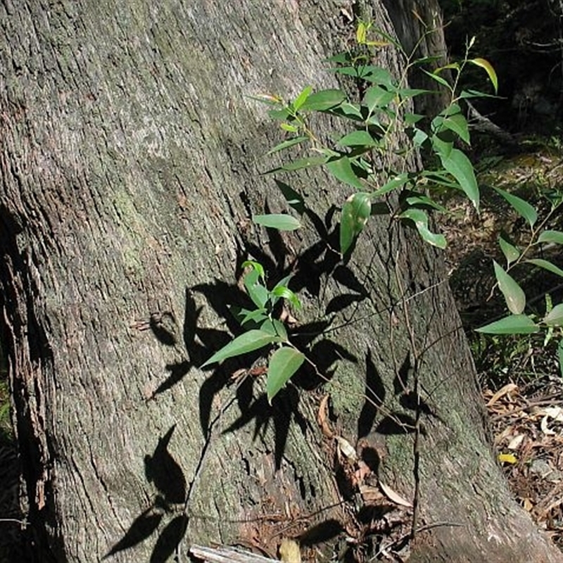 Eucalyptus fastigata