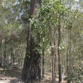 Furrowed dark bark, sapling with broad leaves