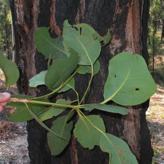 Very large juvenile leaves