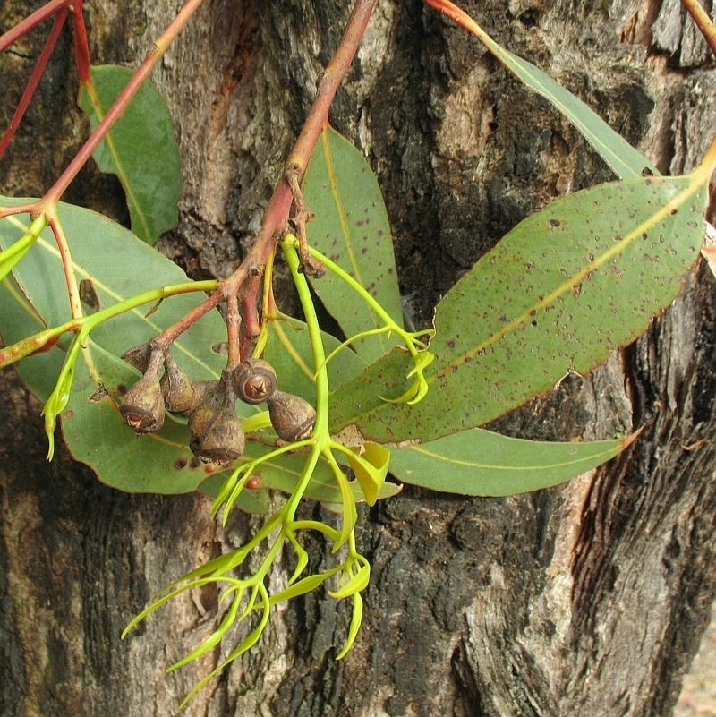 Eucalyptus fibrosa