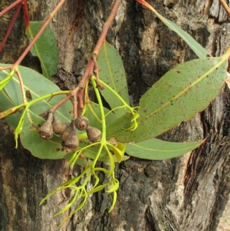 Adult leaves and fruits