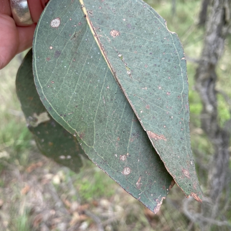Eucalyptus fibrosa subsp. fibrosa