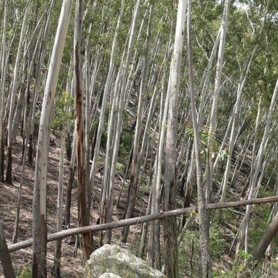 Eucalyptus fraxinoides