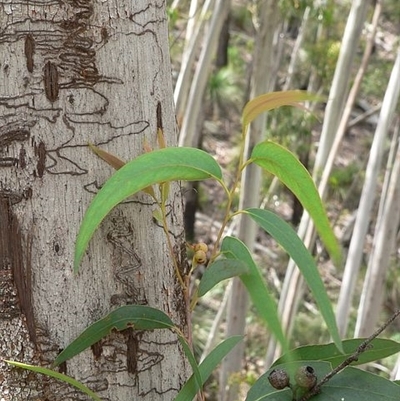 Eucalyptus fraxinoides