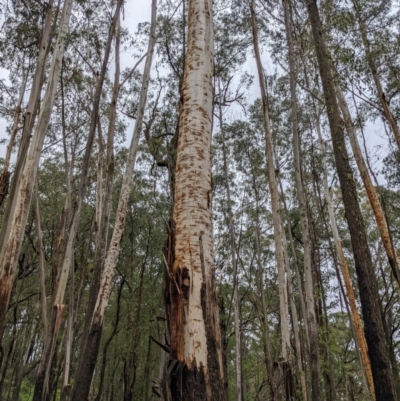 Eucalyptus fraxinoides