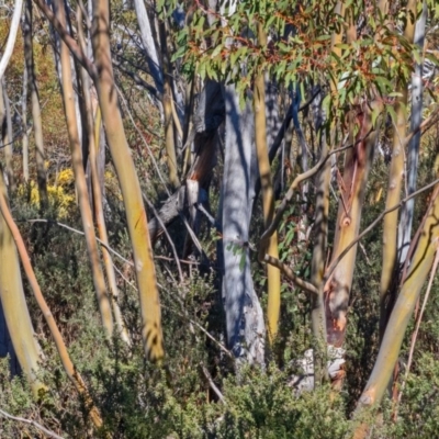Eucalyptus glaucescens