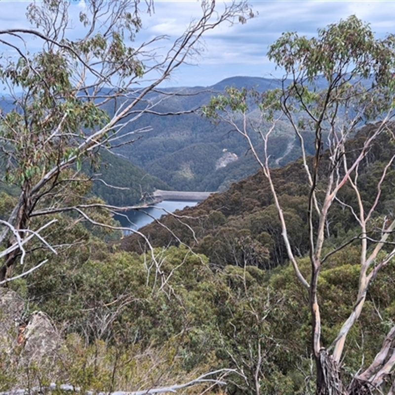 Eucalyptus glaucescens