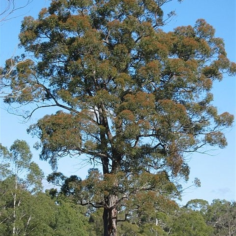 Eucalyptus globoidea