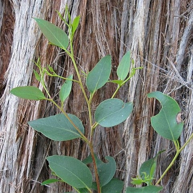 Eucalyptus globoidea