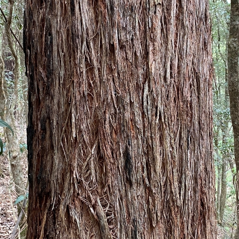 Eucalyptus globoidea