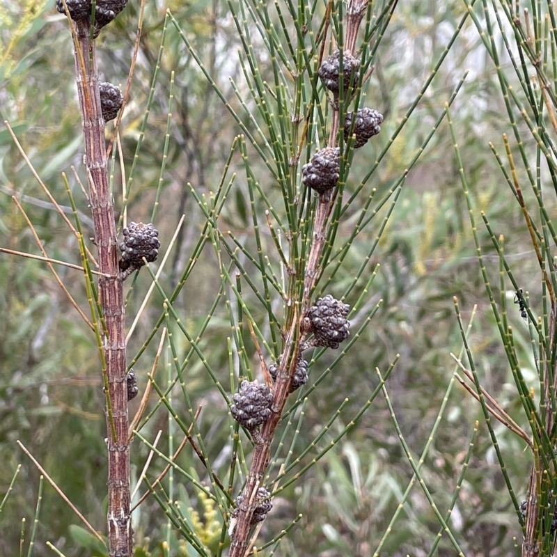 Allocasuarina diminuta