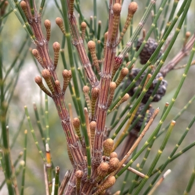 Allocasuarina diminuta