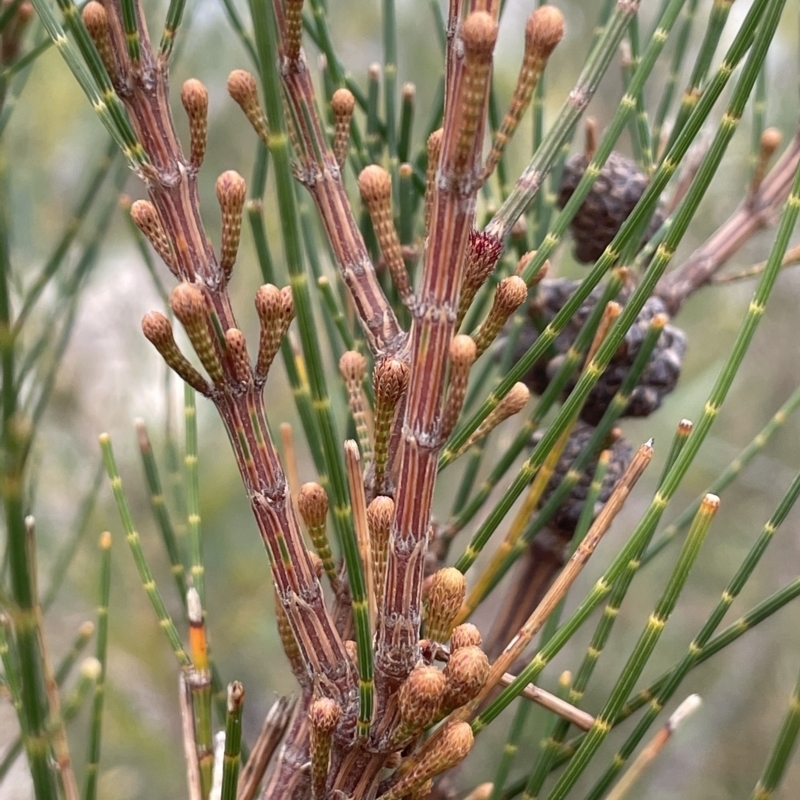 Allocasuarina diminuta