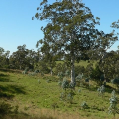 Eucalyptus globulus subsp. maidenii