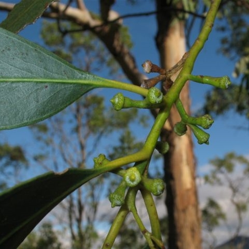 Eucalyptus maidenii