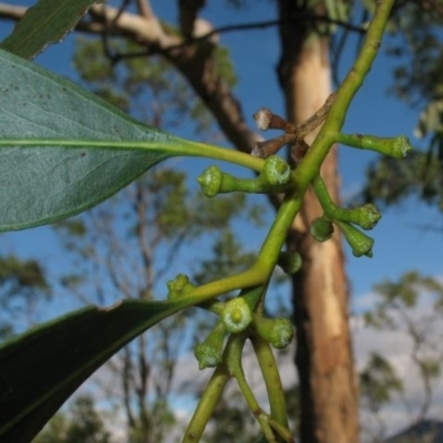 Eucalyptus globulus subsp. maidenii