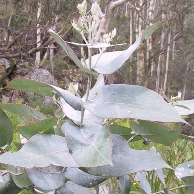 Eucalyptus globulus subsp. maidenii