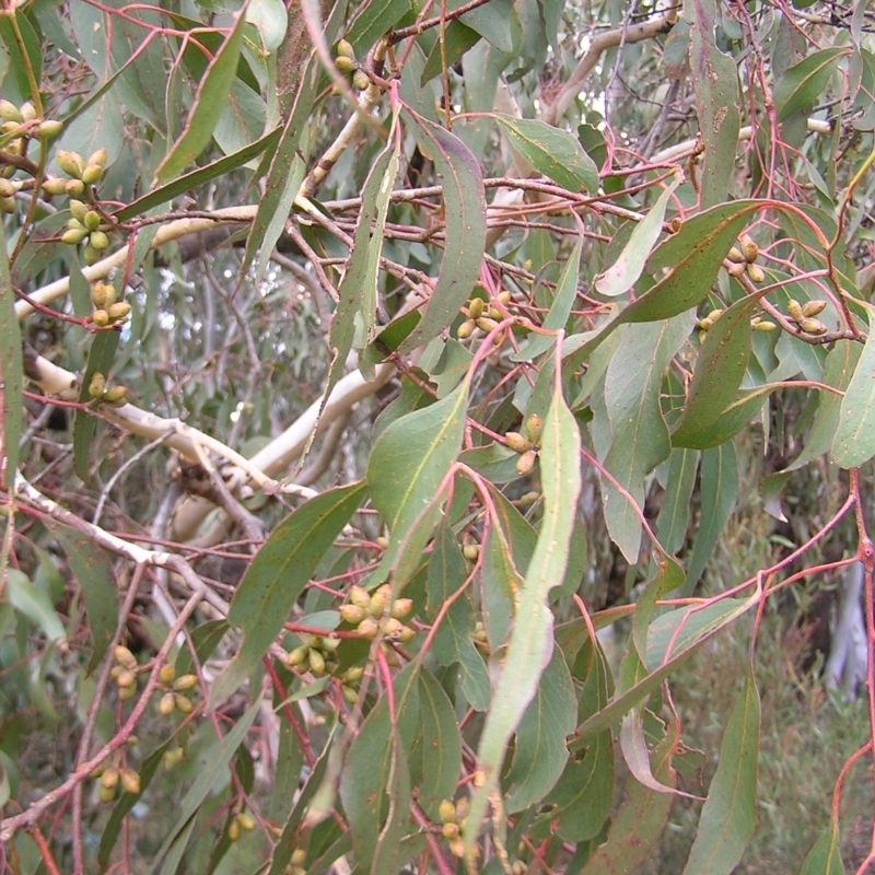 Eucalyptus goniocalyx