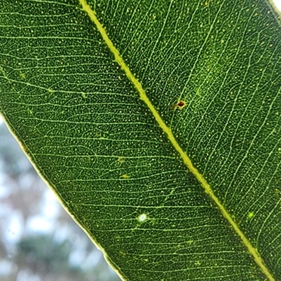 Eucalyptus grandis