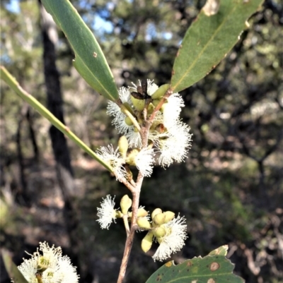 Eucalyptus imitans