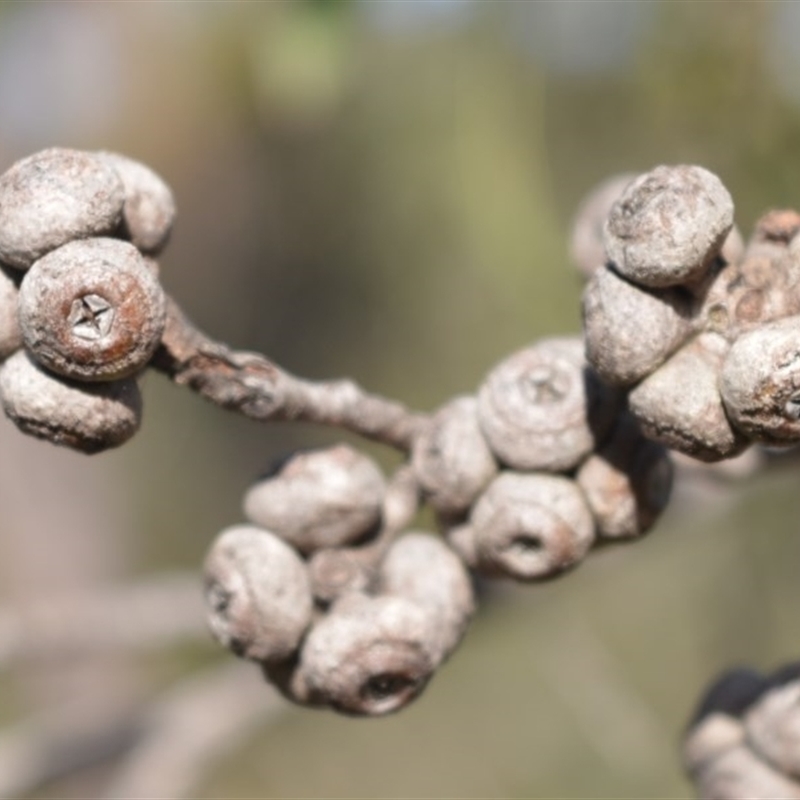 Eucalyptus imitans