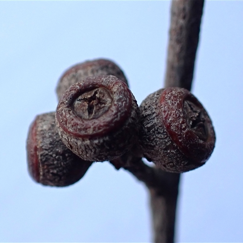 Eucalyptus imitans