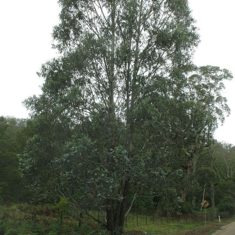 Eucalyptus kartzoffiana