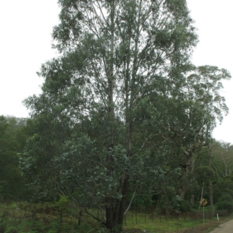 Eucalyptus kartzoffiana