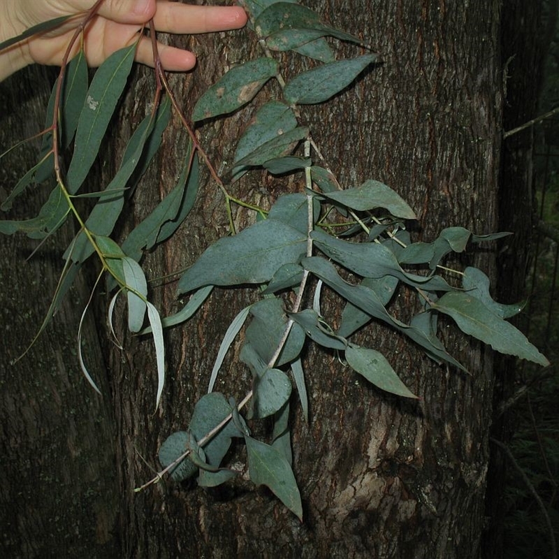 Eucalyptus kartzoffiana