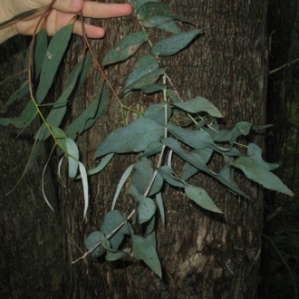 Eucalyptus kartzoffiana