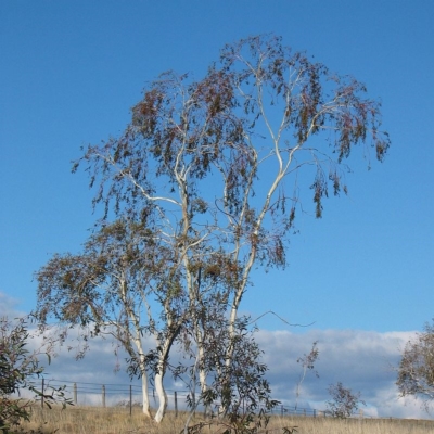 Eucalyptus lacrimans