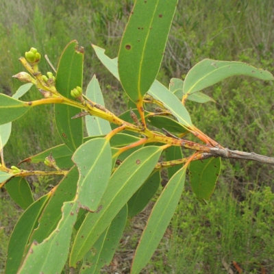 Eucalyptus langleyi