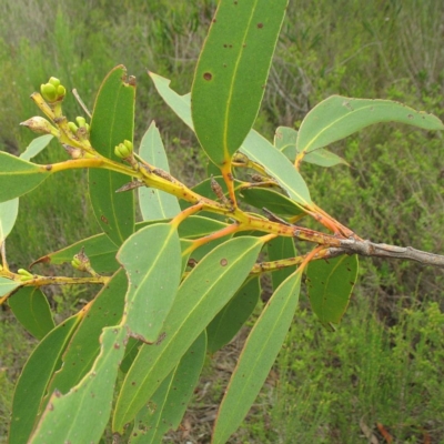 Winged young stems