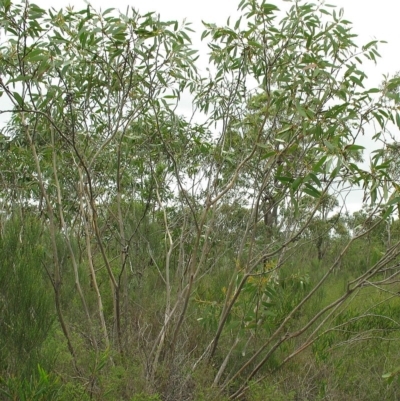 Mallee habit