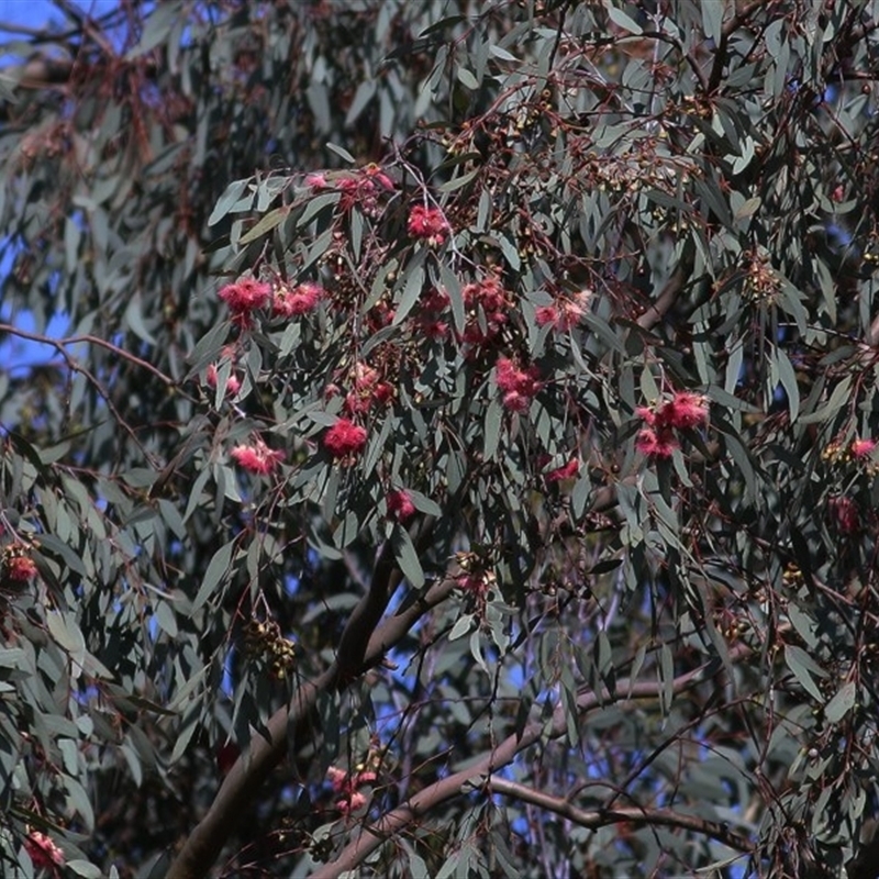 Eucalyptus leucoxylon