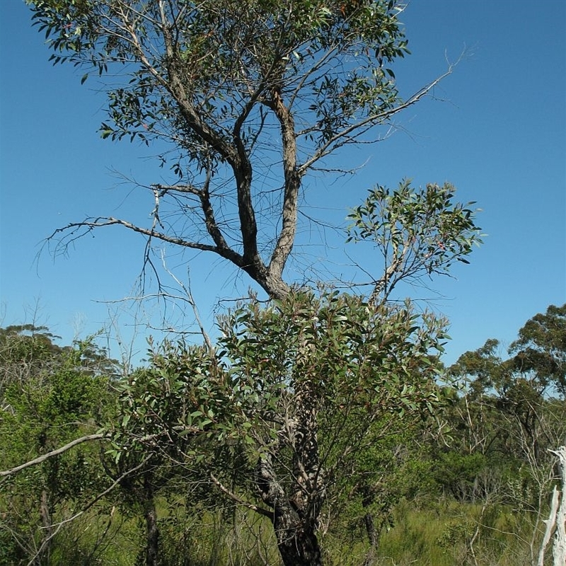 Eucalyptus ligustrina