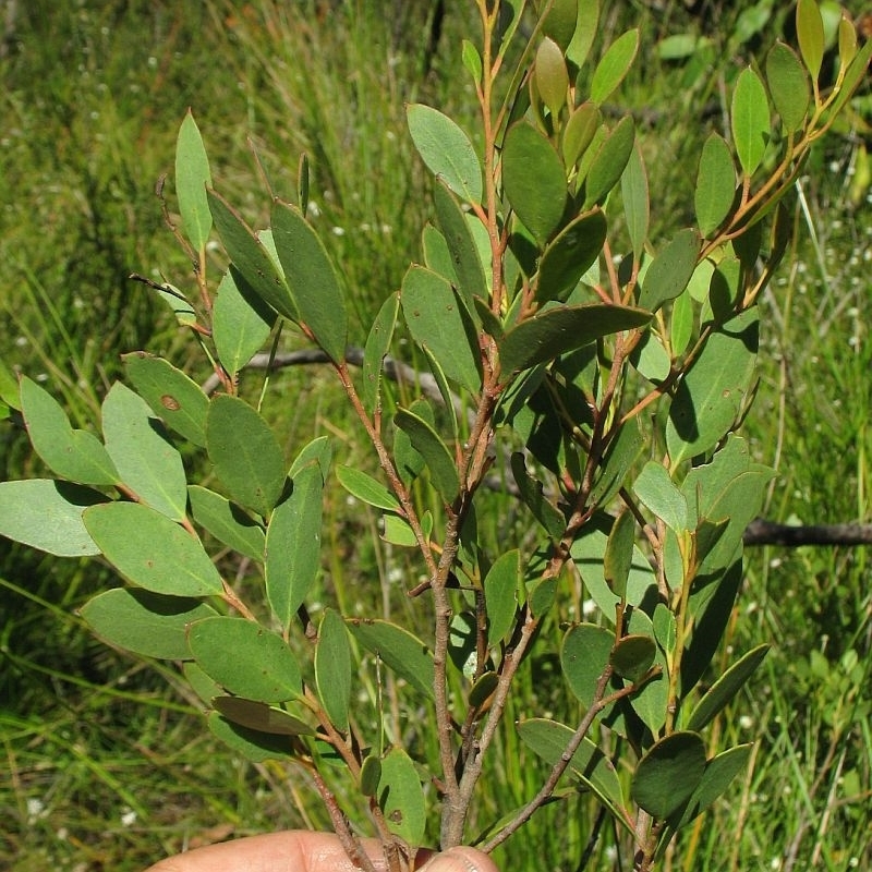 Broad, glossy sapling leaves