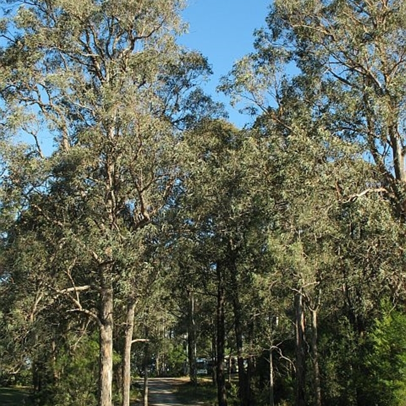 Eucalyptus longifolia