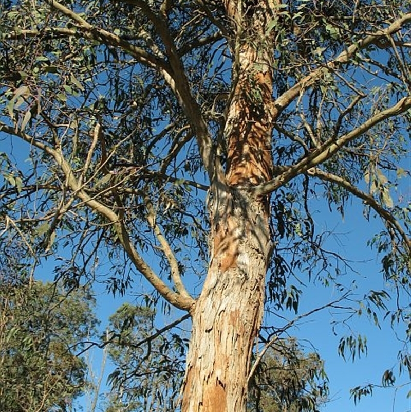 Eucalyptus longifolia