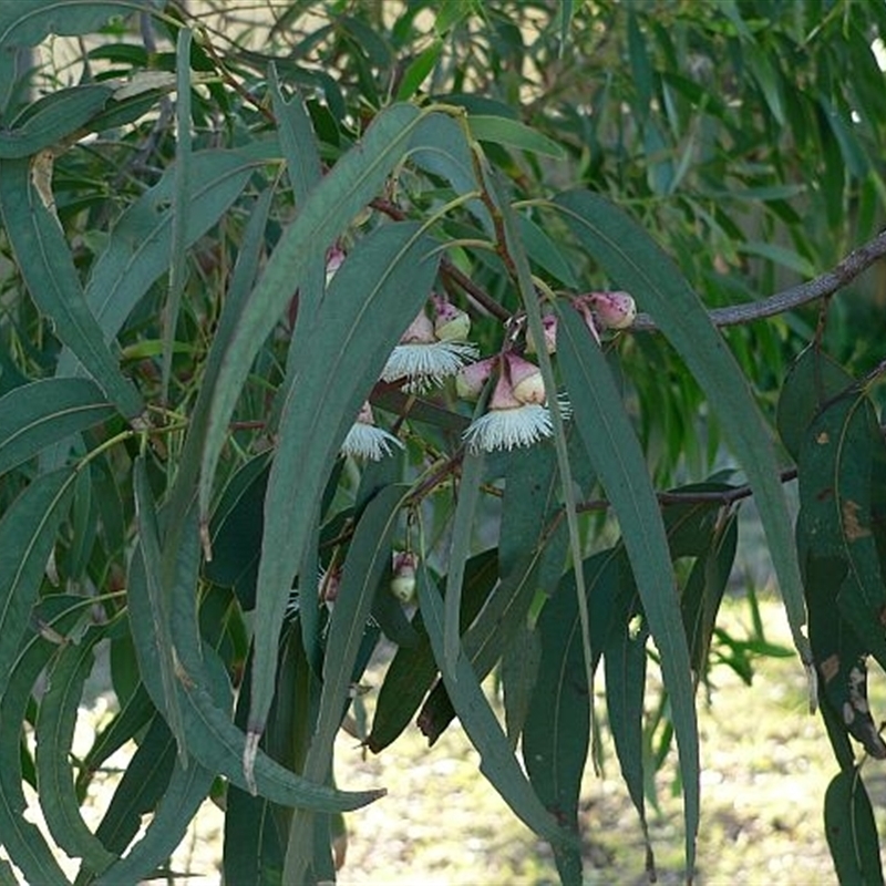 Eucalyptus longifolia