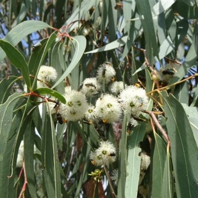 Eucalyptus macrorhyncha