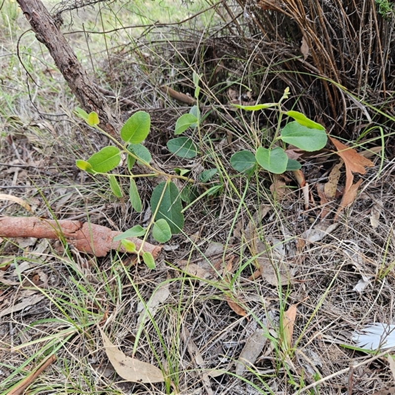 Eucalyptus macrorhyncha