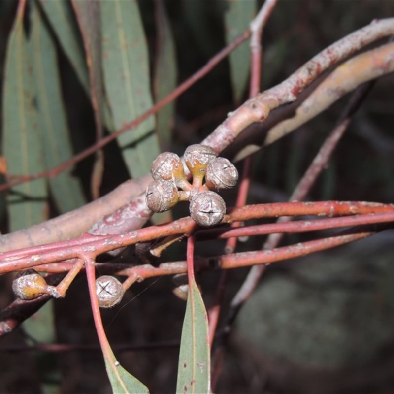 Eucalyptus mannifera