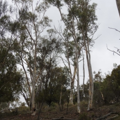 Eucalyptus mannifera subsp. mannifera