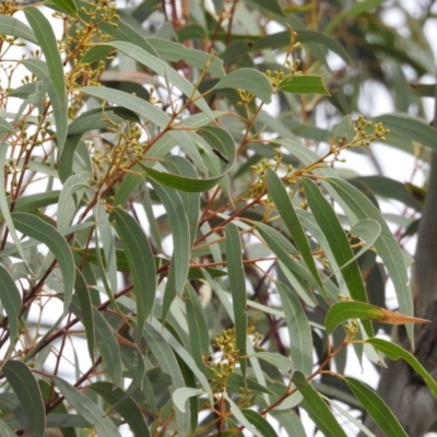 Eucalyptus mannifera subsp. mannifera