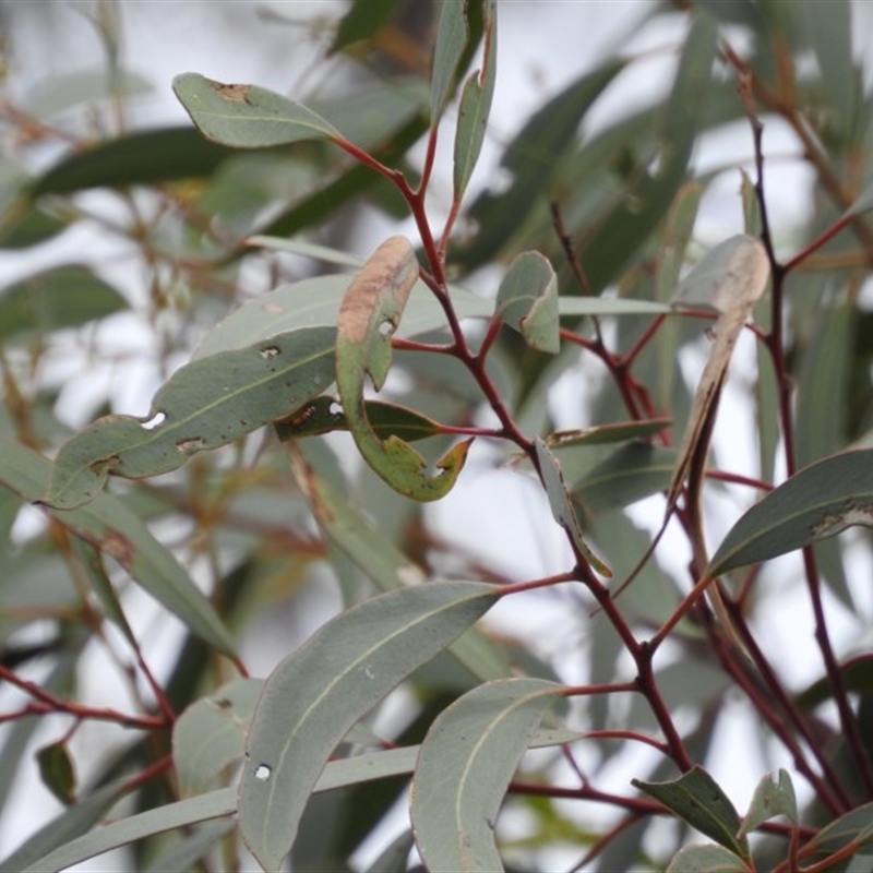 Eucalyptus mannifera subsp. mannifera